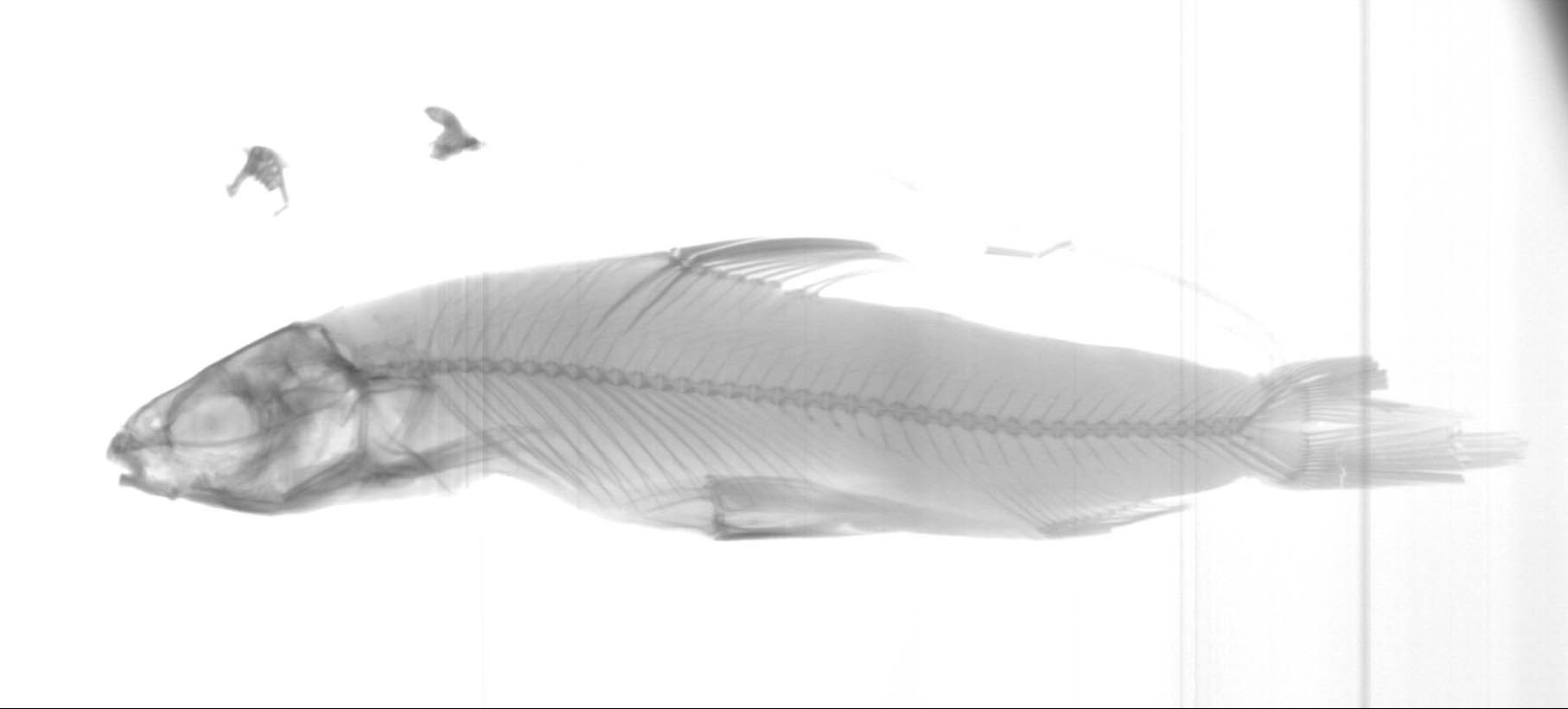 Xenocypris macrolepis Bleeker, 1871